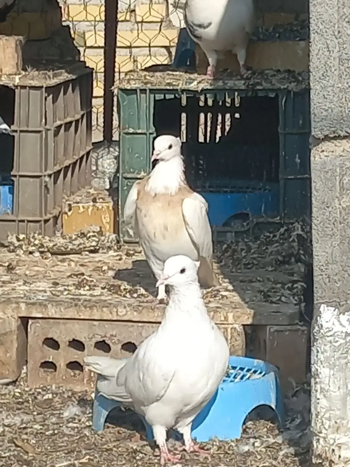 یک جفت طوقی|پرنده|تاتار علیا, |دیوار