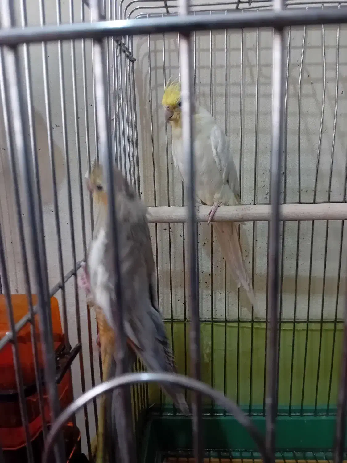 عروس هلندی مولد|پرنده|قرچک, پویینک|دیوار