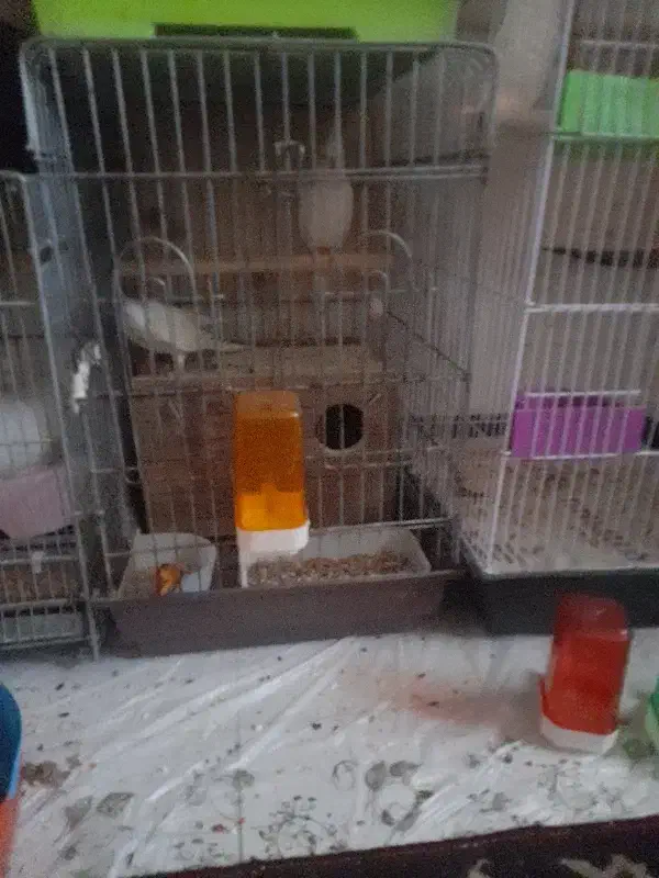 سرلاکی طوطی|پرنده|بندر ماهشهر, |دیوار