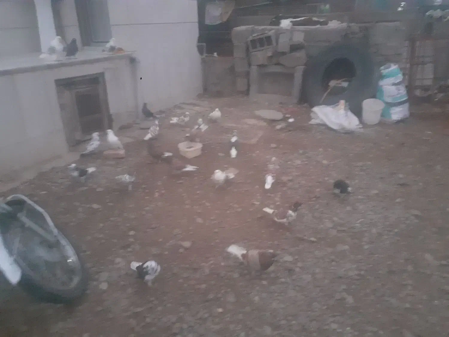 کبوتر فروشی|پرنده|سیمین شهر, |دیوار