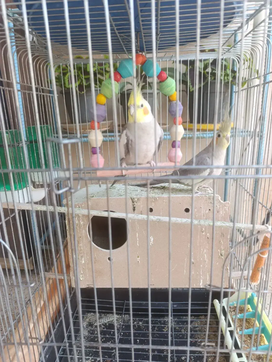 پرنده|پرنده|مسجد سلیمان, |دیوار