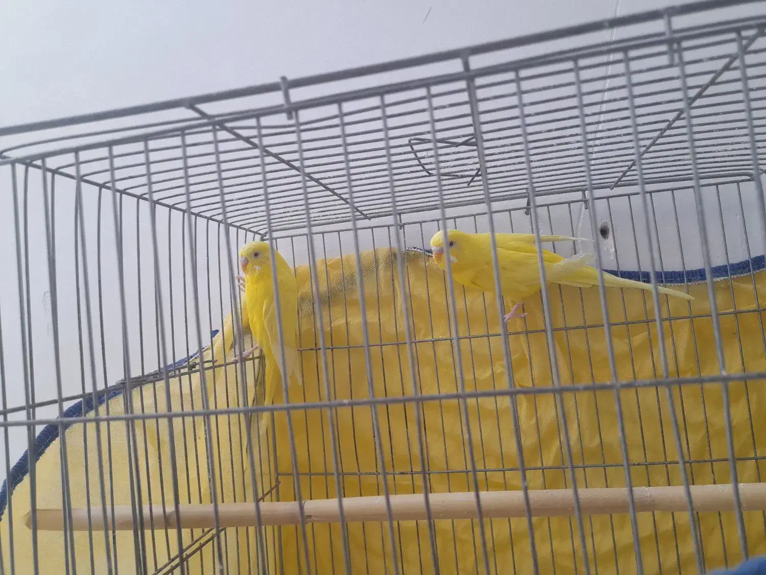 مرغ عشق مولد|پرنده|تفت, |دیوار