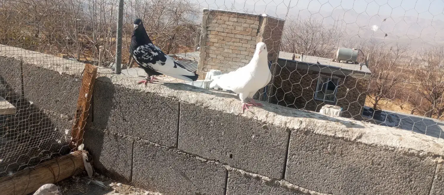 کبوتر|پرنده|سنندج, |دیوار