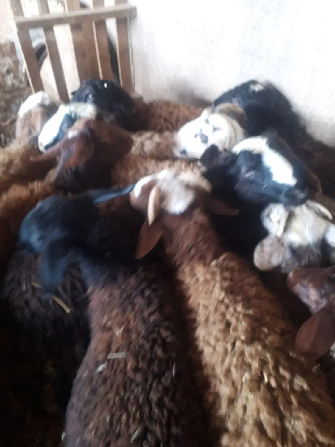 بره نر|حیوانات مزرعه|تاکستان, |دیوار