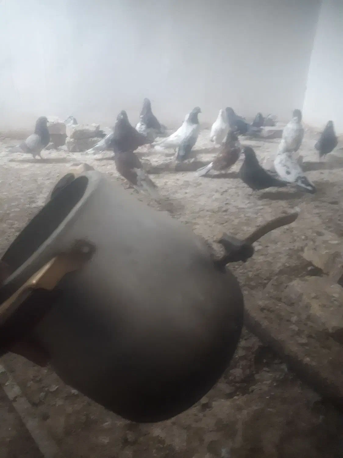 قوری درجه یک|قوری، کتری، قهوه‌ساز دستی|زابل, |دیوار