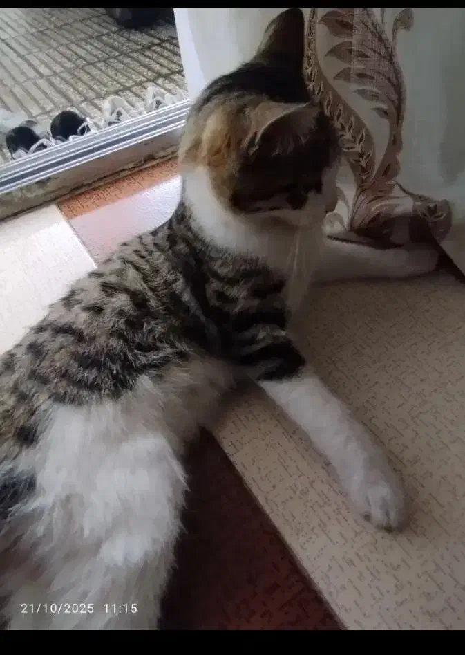 گربه رایگان|گربه|آزادشهر, |دیوار