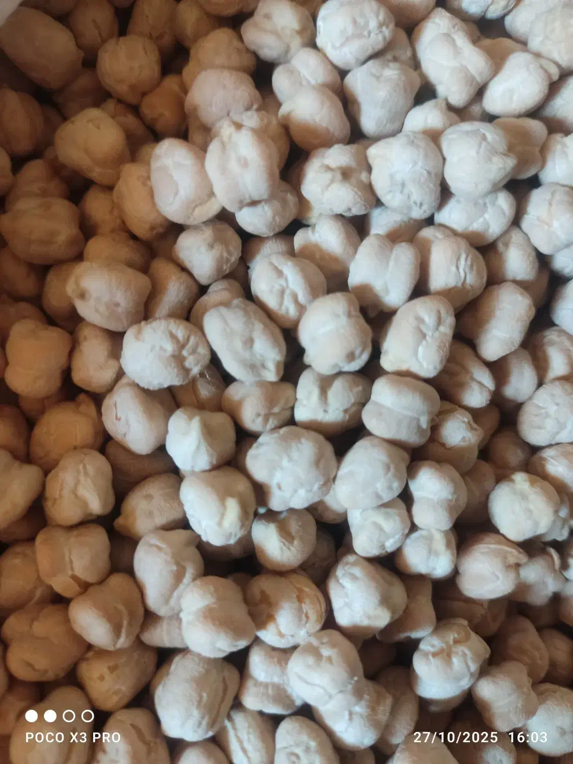 نخود درجه یک برای تخم|عمده‌فروشی|خزل, |دیوار