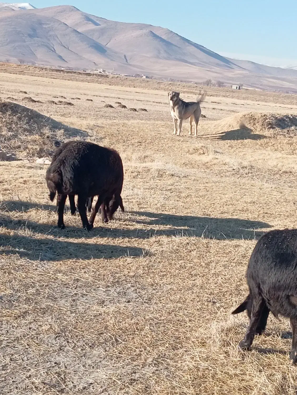 ماده سگ|سگ|مهاباد (آذربایجان غربی), |دیوار