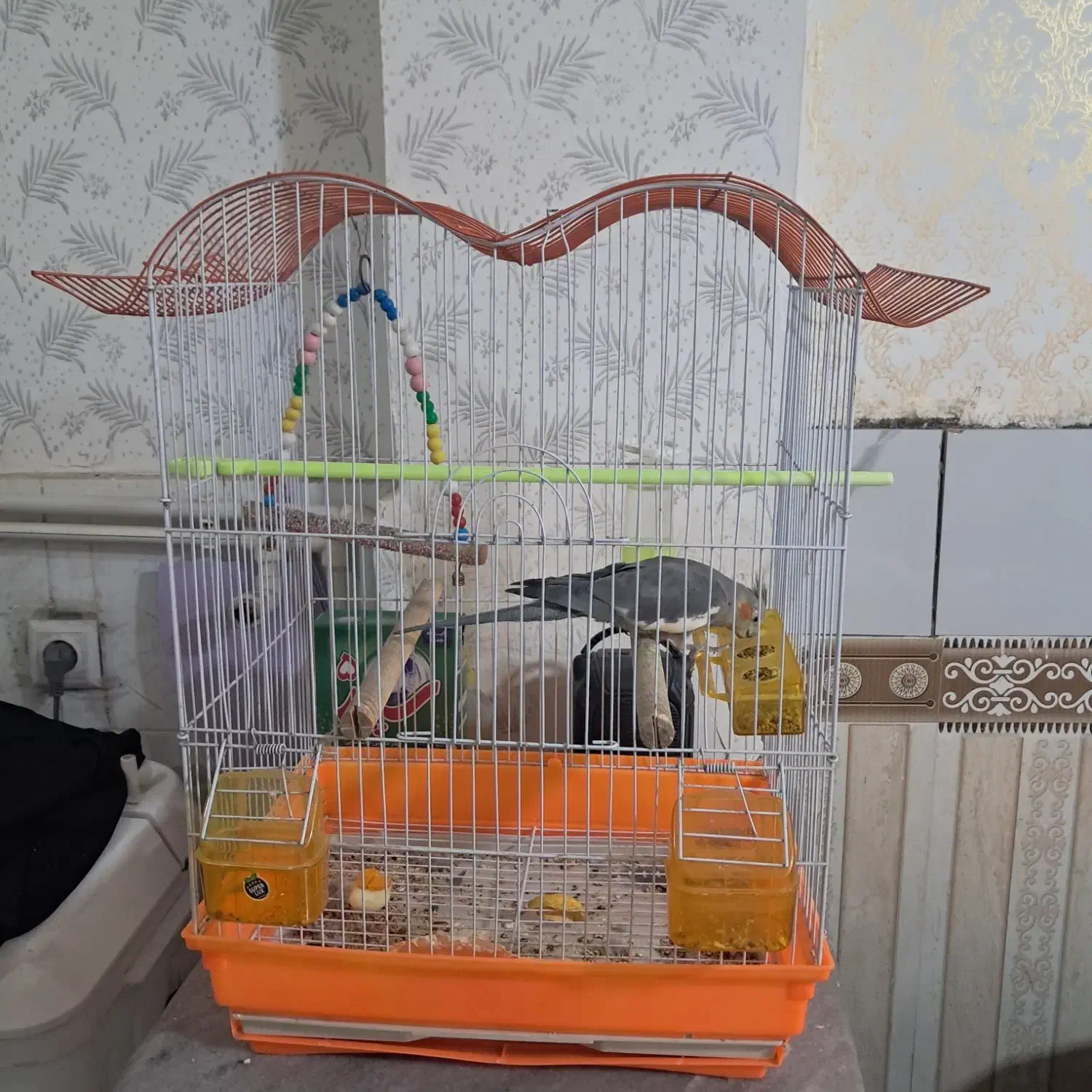 عروس هلندی|پرنده|خوی, |دیوار