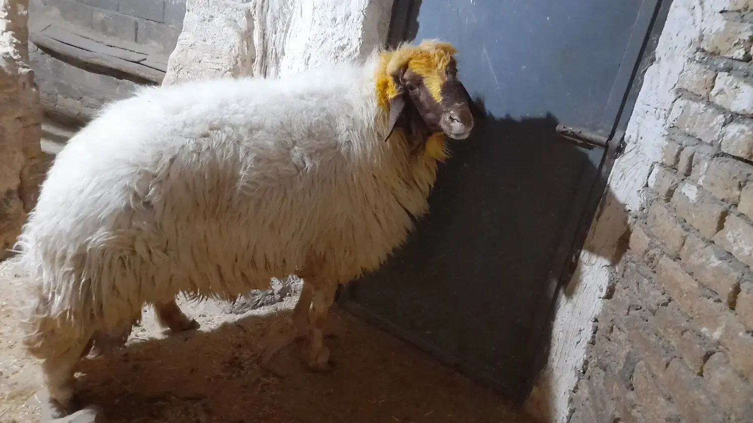 قوچ سنجابی ورن|حیوانات مزرعه|کرمانشاه, |دیوار