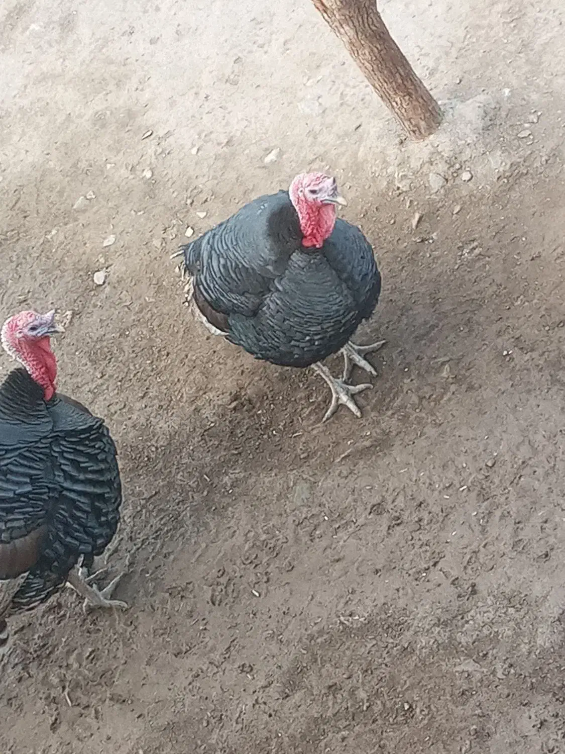 بوقلمون نر وماده گوشتی محلی|حیوانات مزرعه|دیواندره, |دیوار