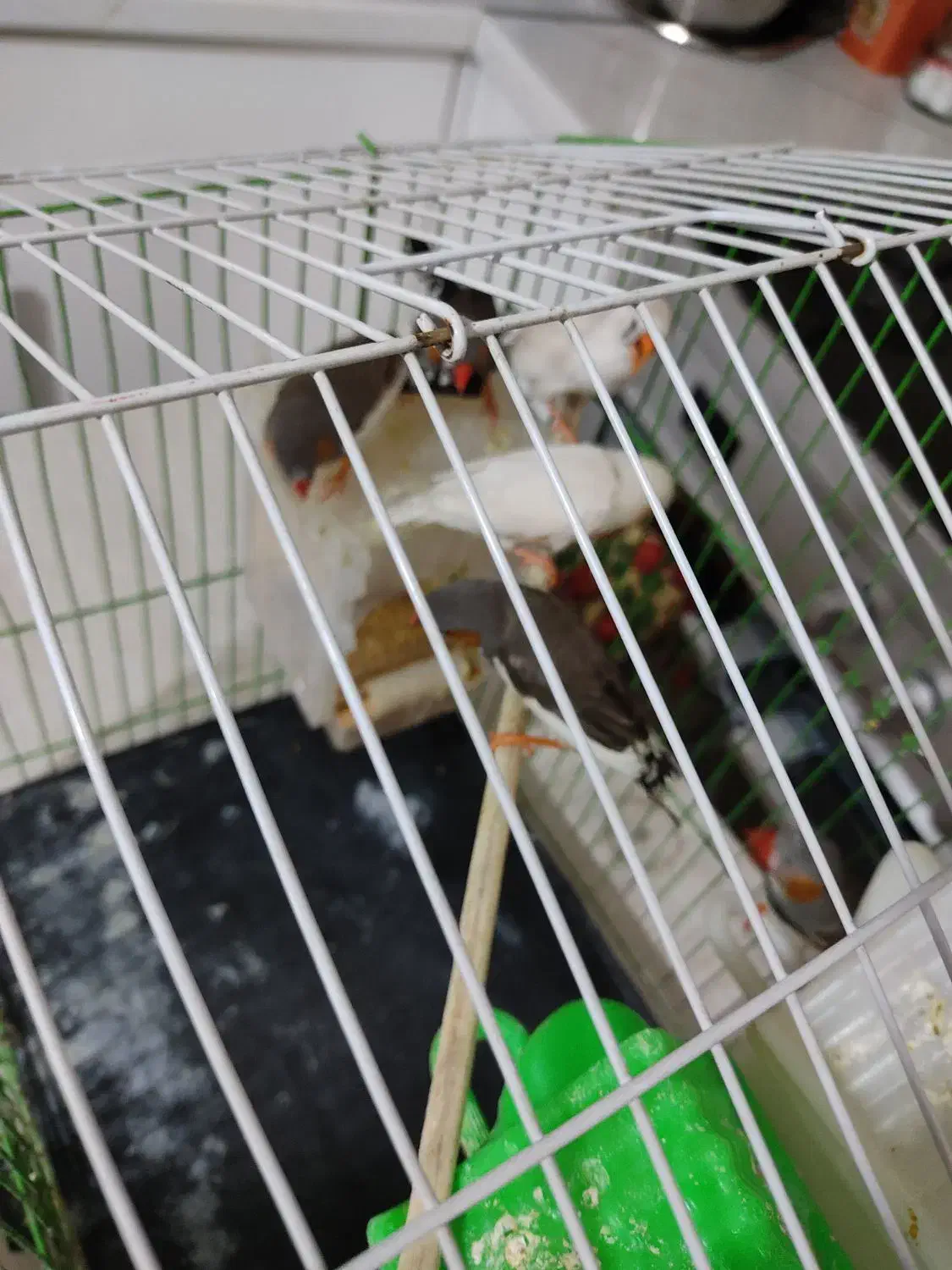 پرنده|پرنده|پردیس, فاز ۸|دیوار