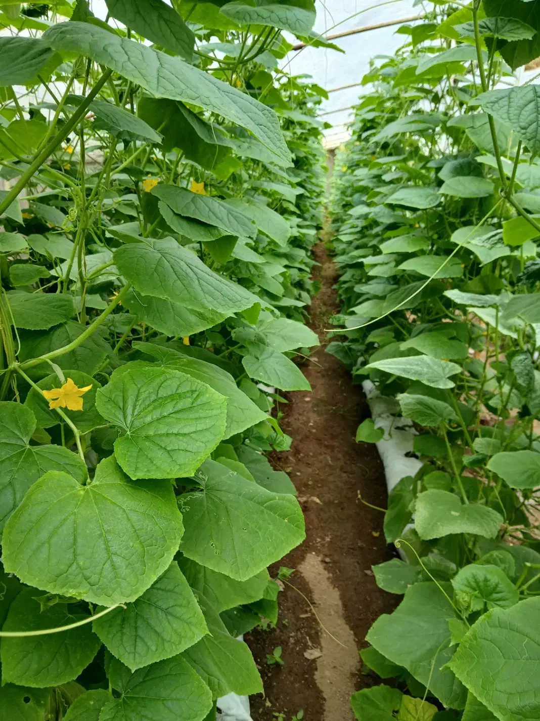 راهنمایی میکنم در کشت گلخانه ای|خدمات باغبانی و درختکاری|تهران, دکتر هوشیار|دیوار