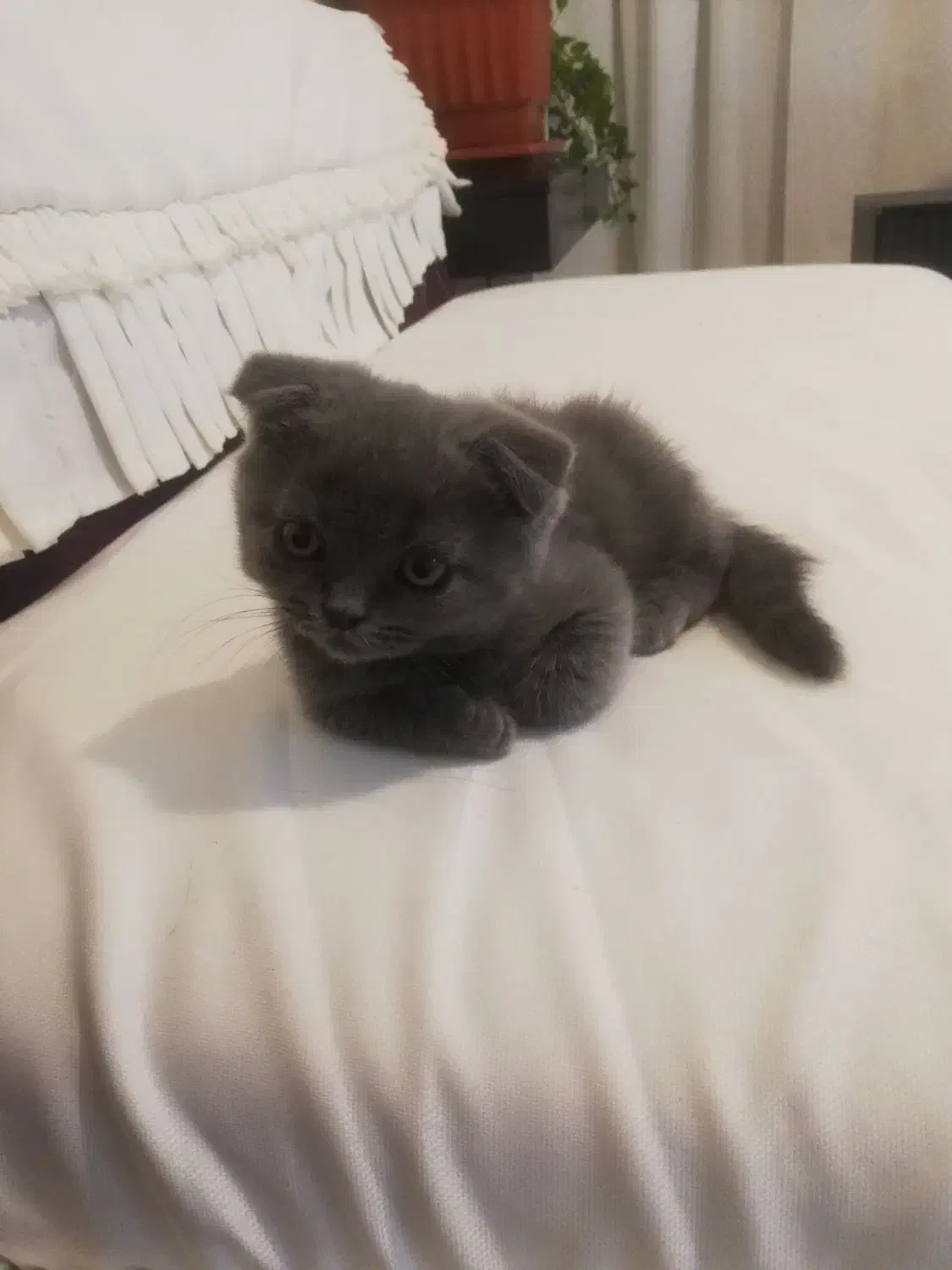 بچه گربه اسکاتیش فولد|گربه|پردیس, فاز ۹|دیوار