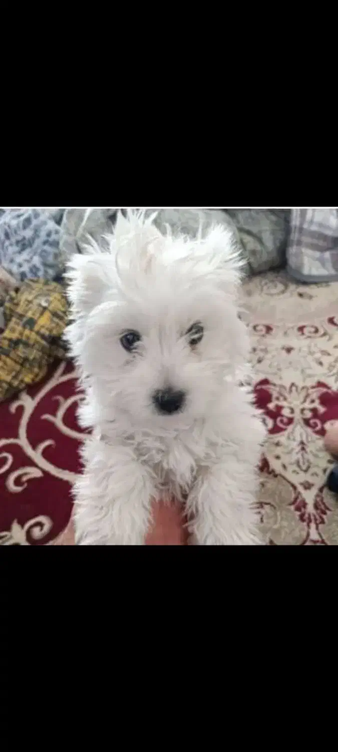 سگ شیتزو|سگ|سبزوار, شرق کال جنوبی (شمس آبادی)|دیوار