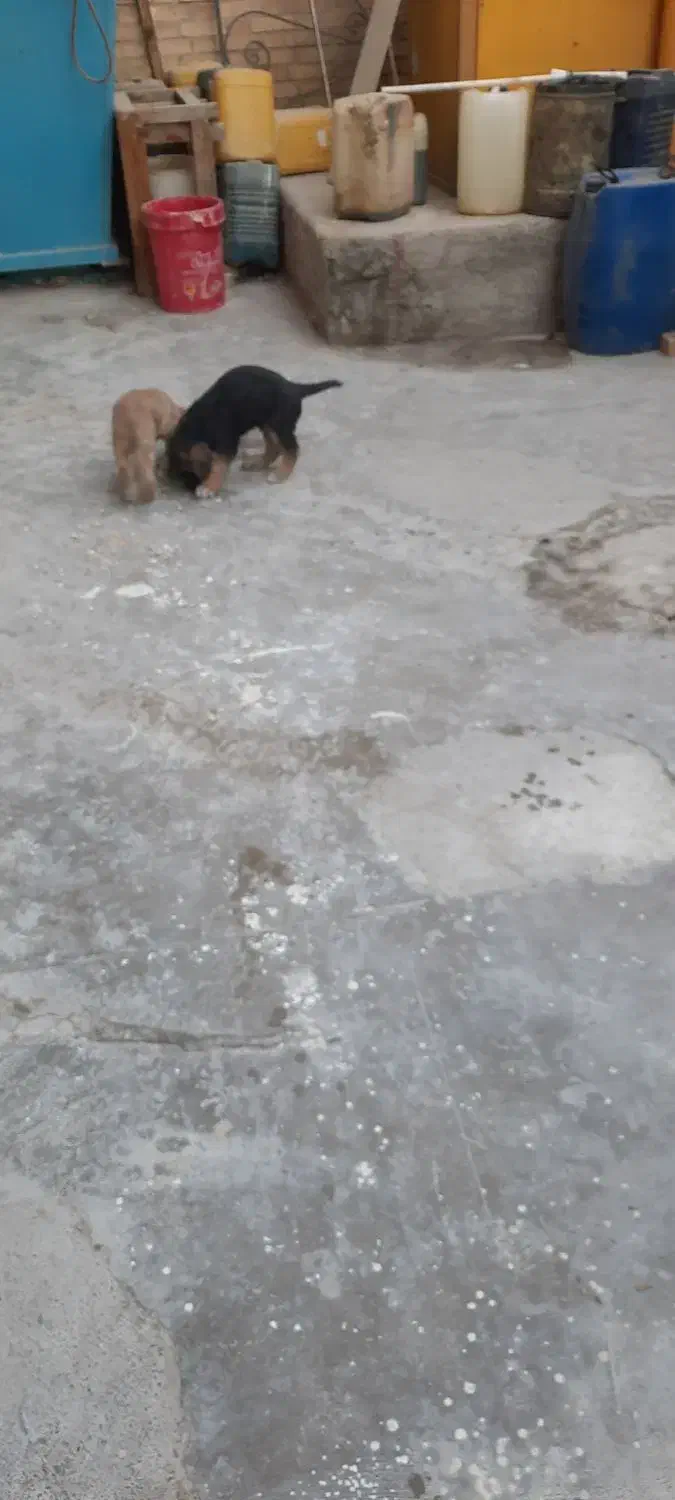 توله ژرمن شپرد|سگ|پاکدشت, پاکدشت (مامازند)|دیوار