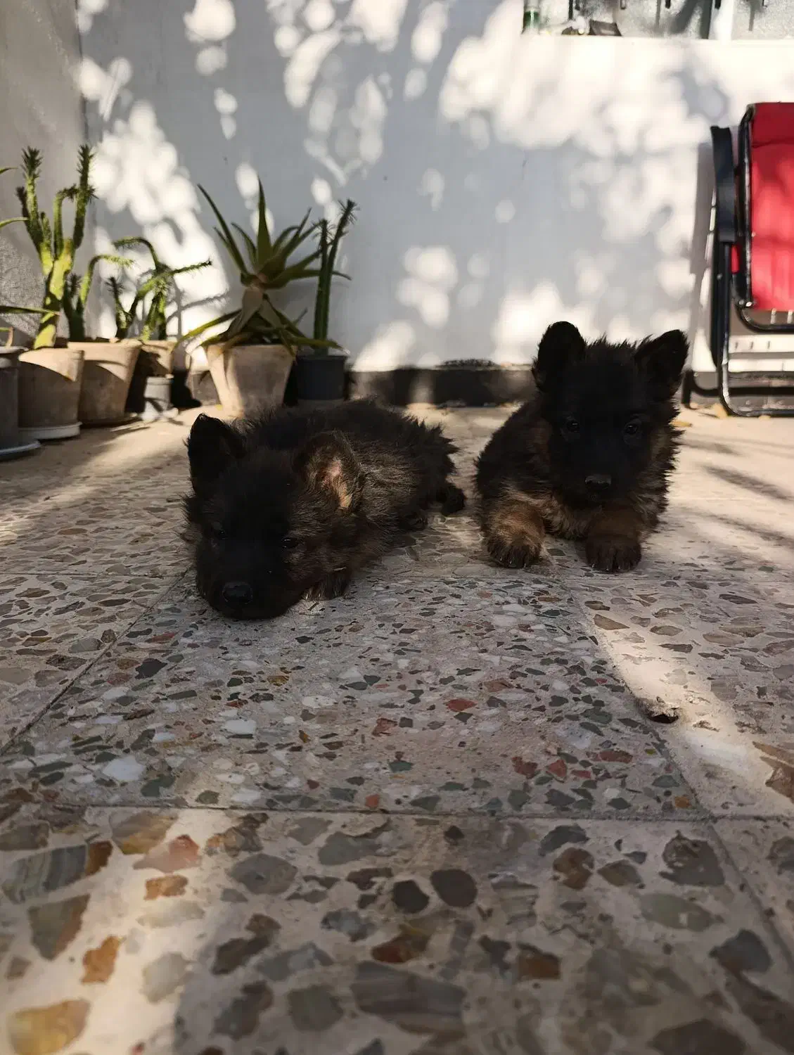 توله ژرمن موبلندبلک و دورنگ|سگ|هشتگرد, هشتگرد قدیم|دیوار