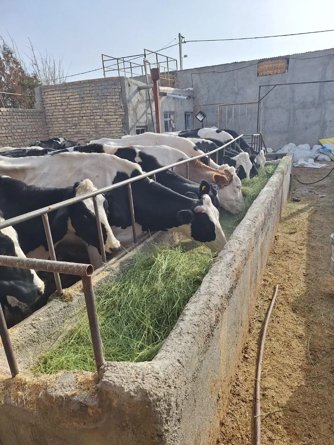 سلام۲۰رسگاو شیریبهفروشمیرسد|حیوانات مزرعه|فامنین, |دیوار