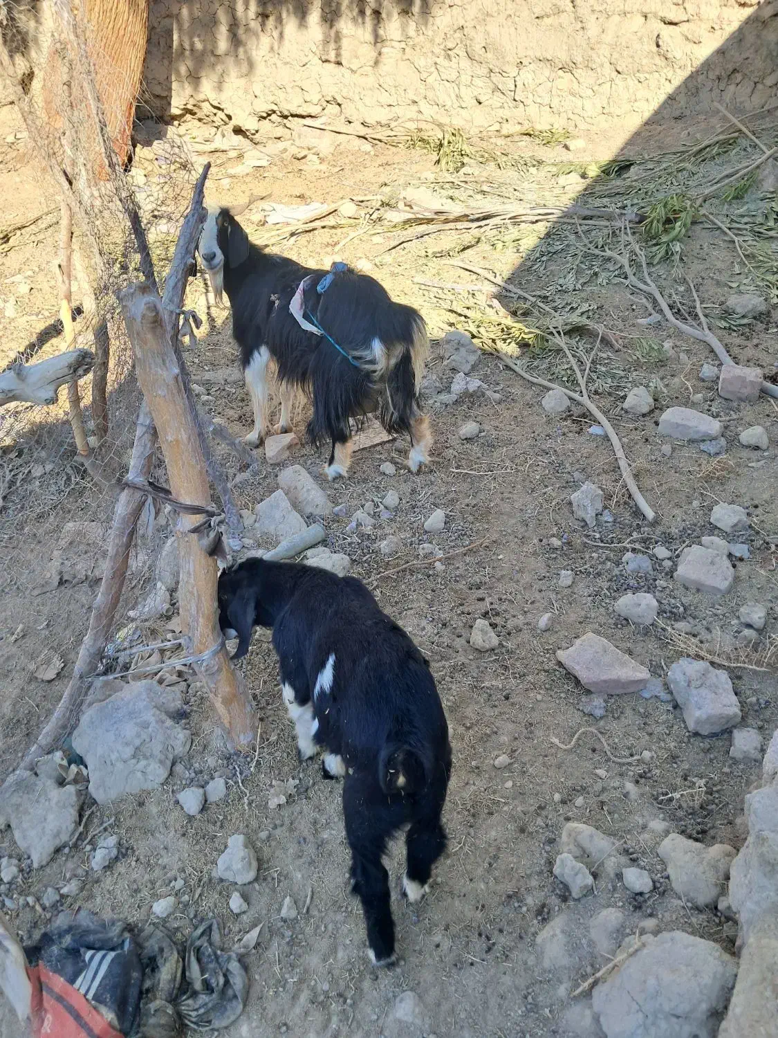 بز با کره نر|حیوانات مزرعه|هامون, |دیوار