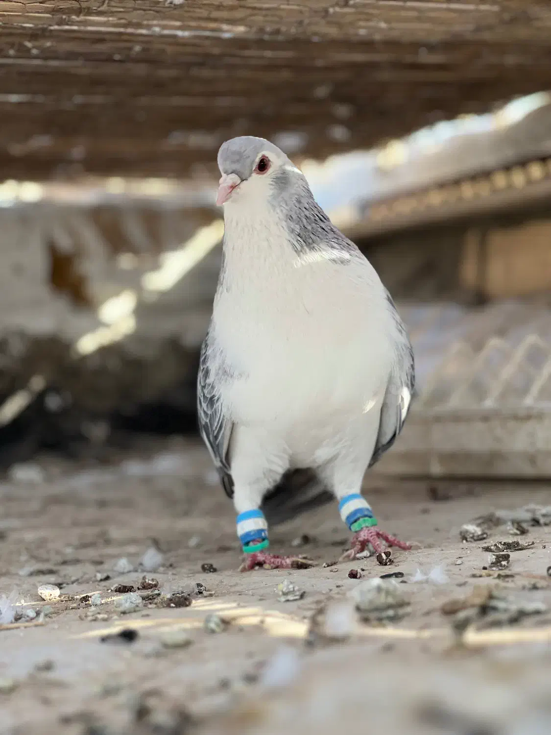 ساده پولکی|پرنده|بردسکن, |دیوار