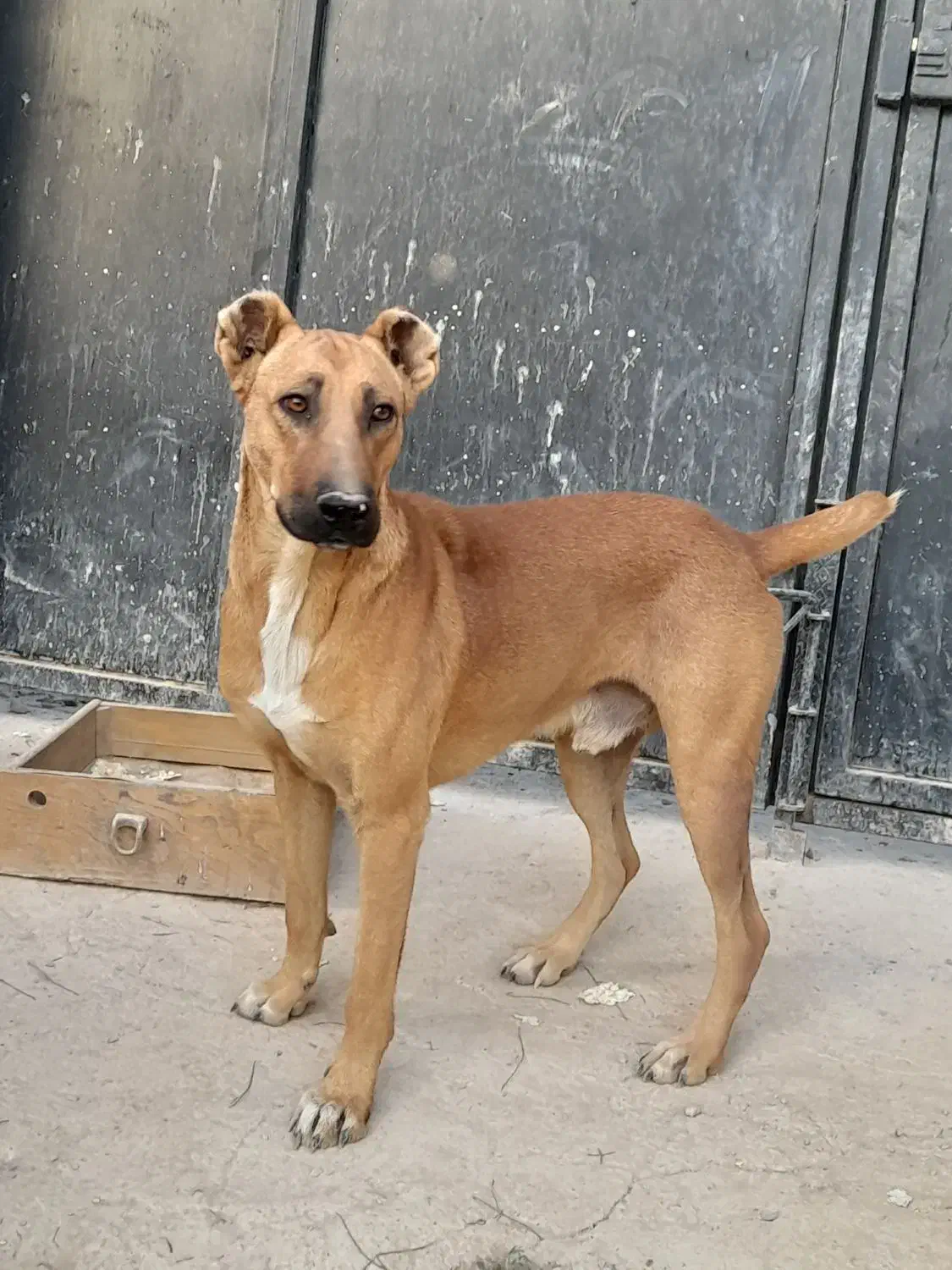 سگ نگهبان|سگ|پاکدشت, پاکدشت (مامازند)|دیوار