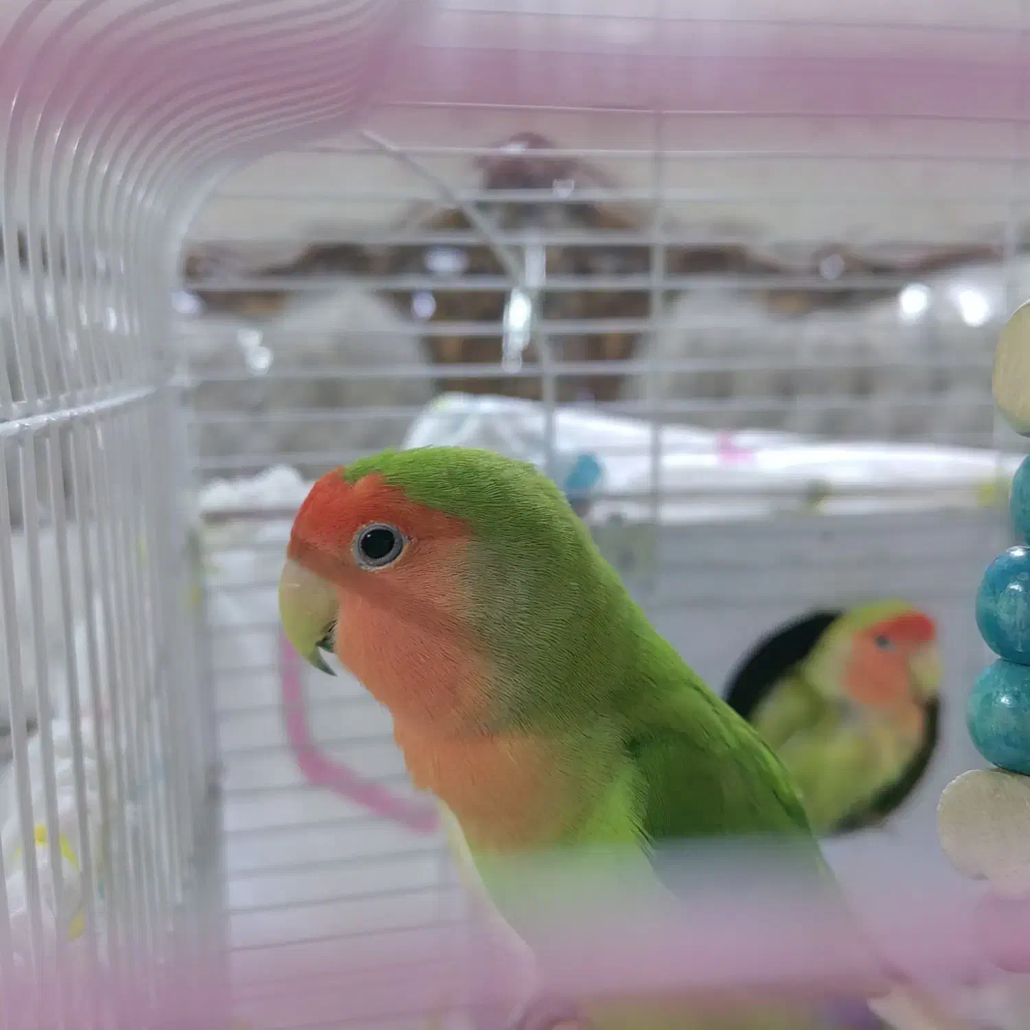 طوطی برزیلی|پرنده|ری, سیزده آبان|دیوار