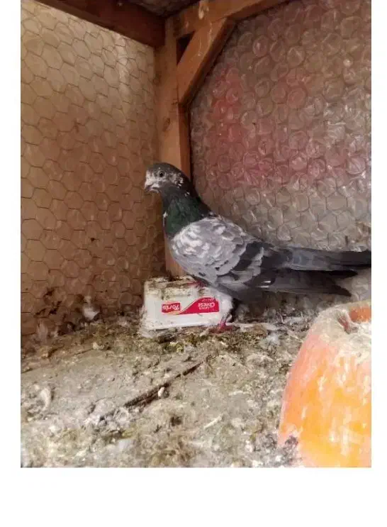 پرنده|حراج|ایذه, |دیوار