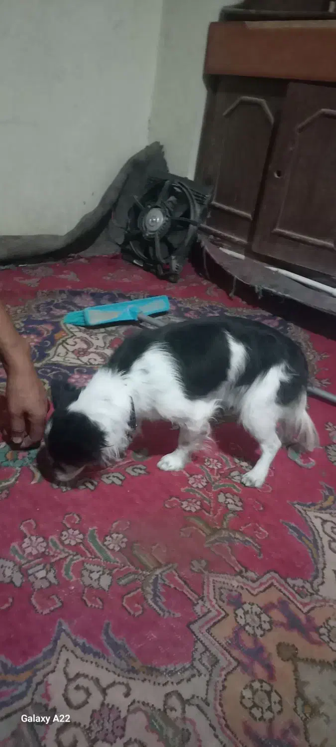 سگ پاکوتاه ۴ عددفروشی|سگ|تاکستان, |دیوار