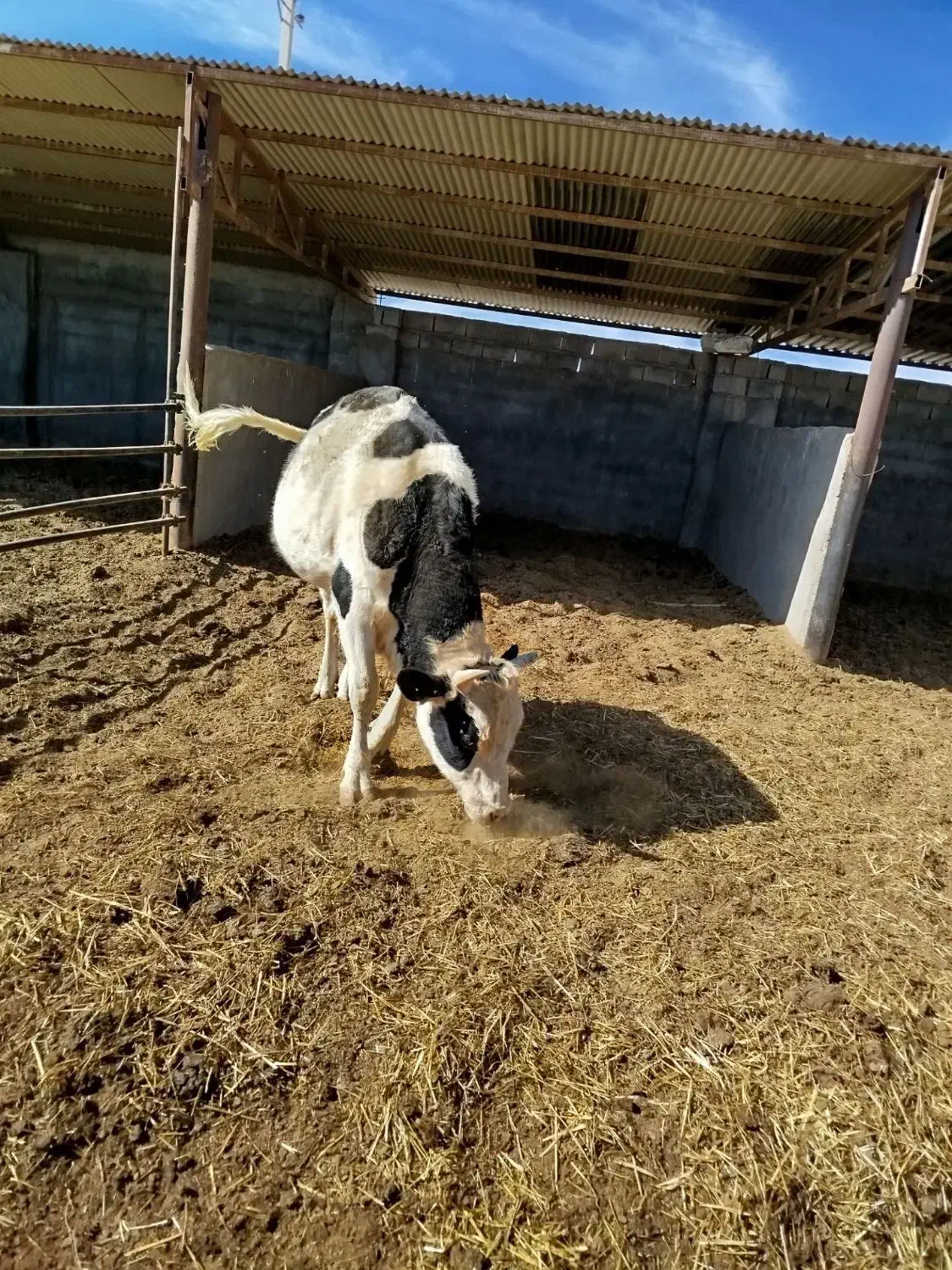 گاو نر|حیوانات مزرعه|راین, |دیوار