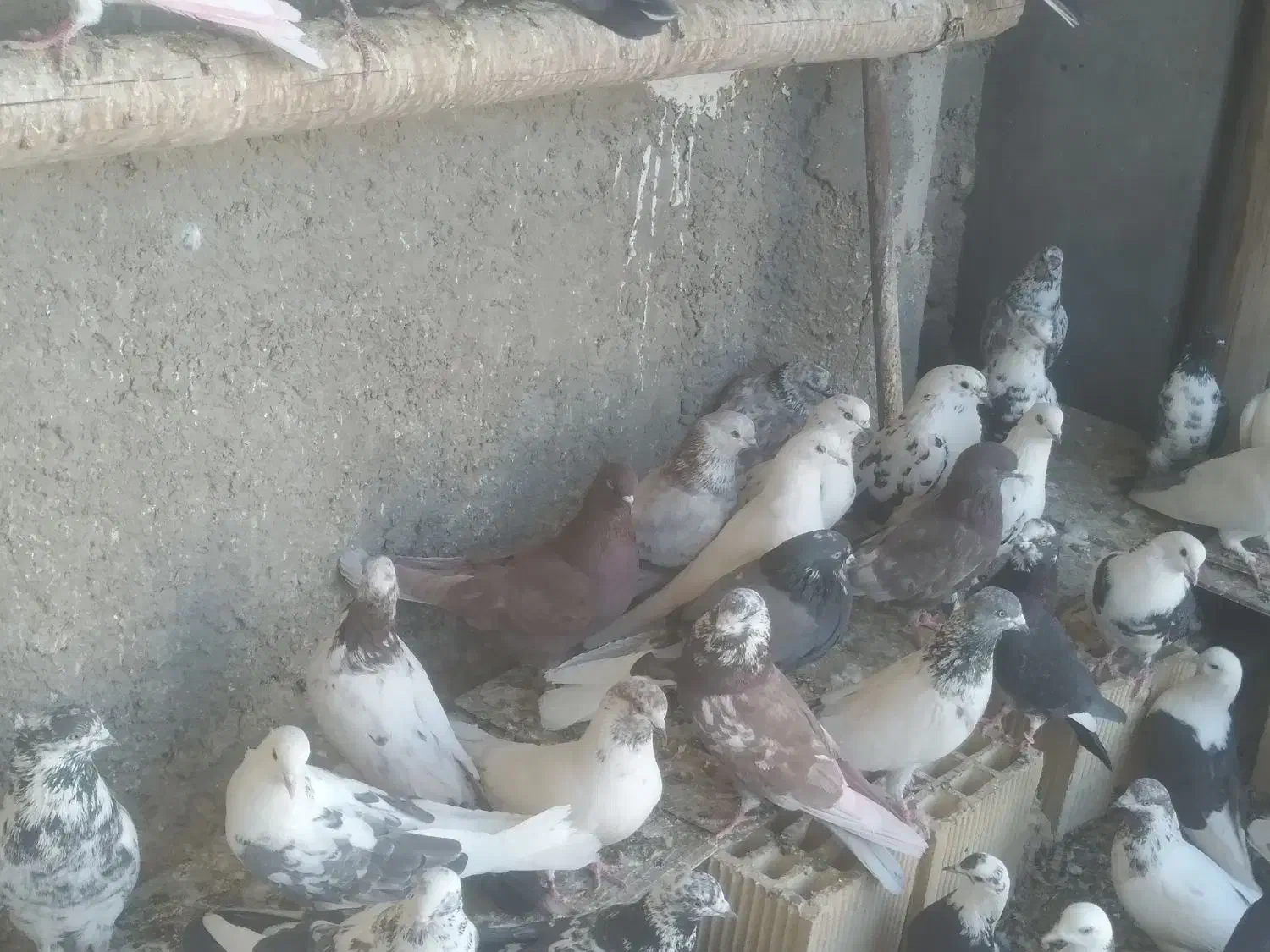 کبوتر کاشونی|پرنده|خمینی‌شهر, |دیوار