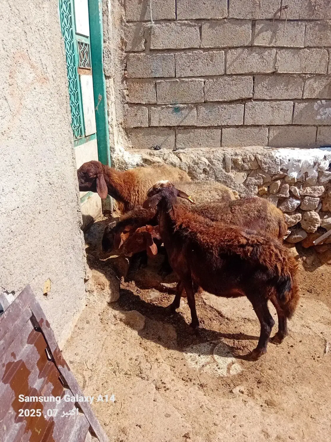 ۴عددگوسفند جوان سرحال بوغاز برای نگه داشتن|حیوانات مزرعه|اردبیل, |دیوار