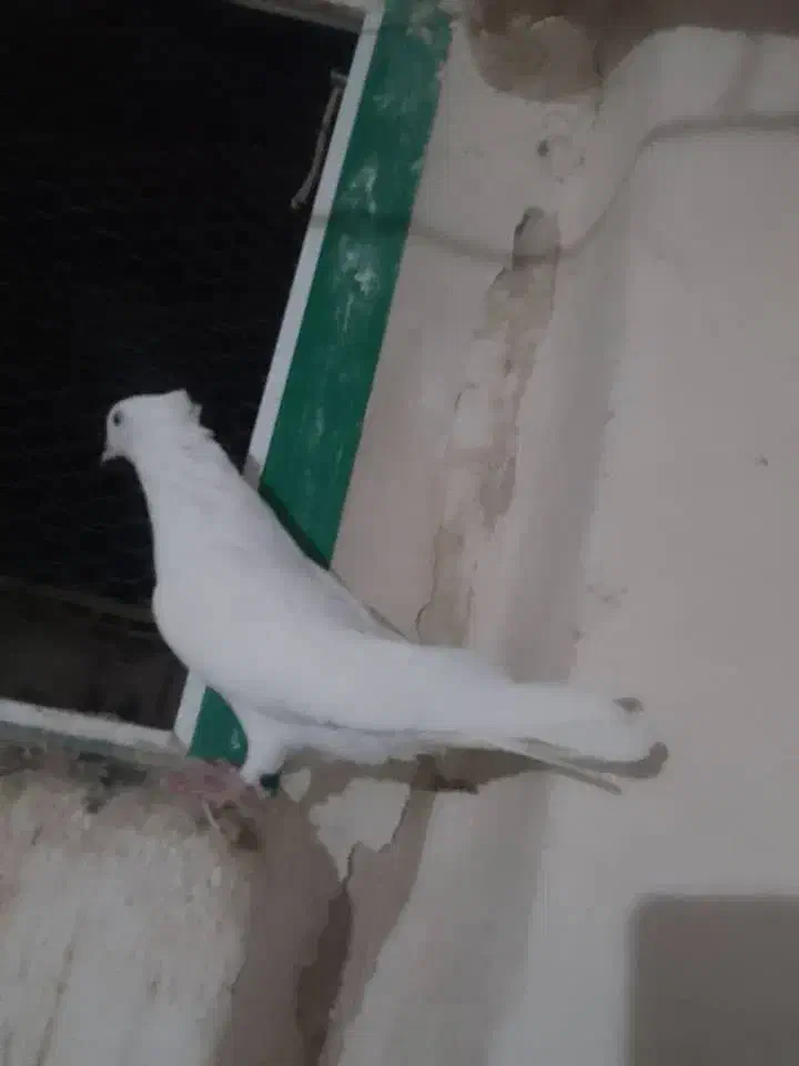 سفید نوک جمع|پرنده|مرند, |دیوار