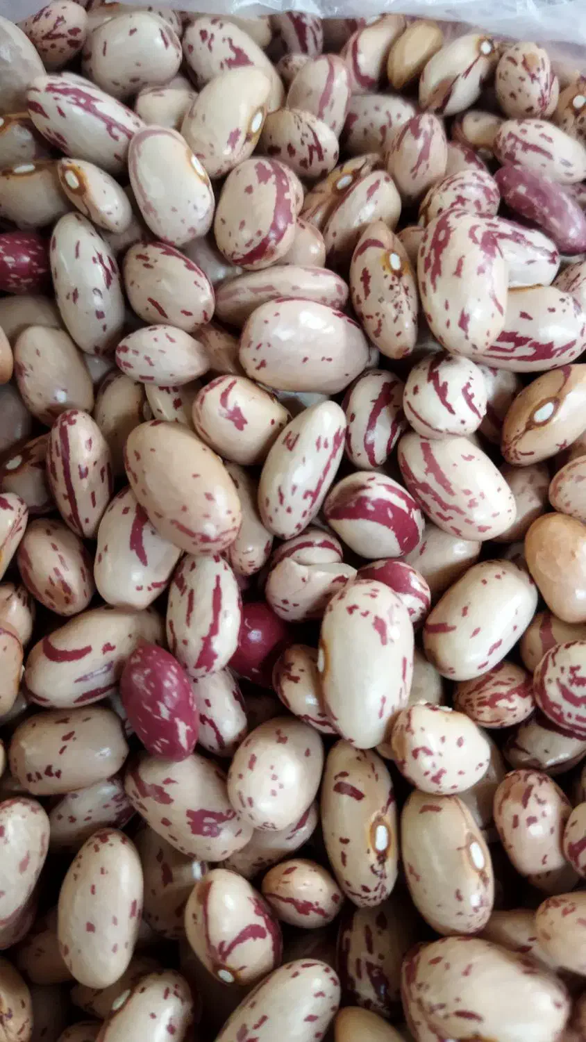 لوبیا چتی|خوردنی و آشامیدنی|خان ببین, |دیوار