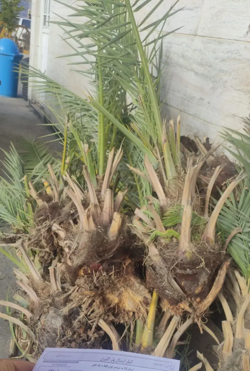 دیمیت نخل مجول|خدمات باغبانی و درختکاری|بوشهر, |دیوار