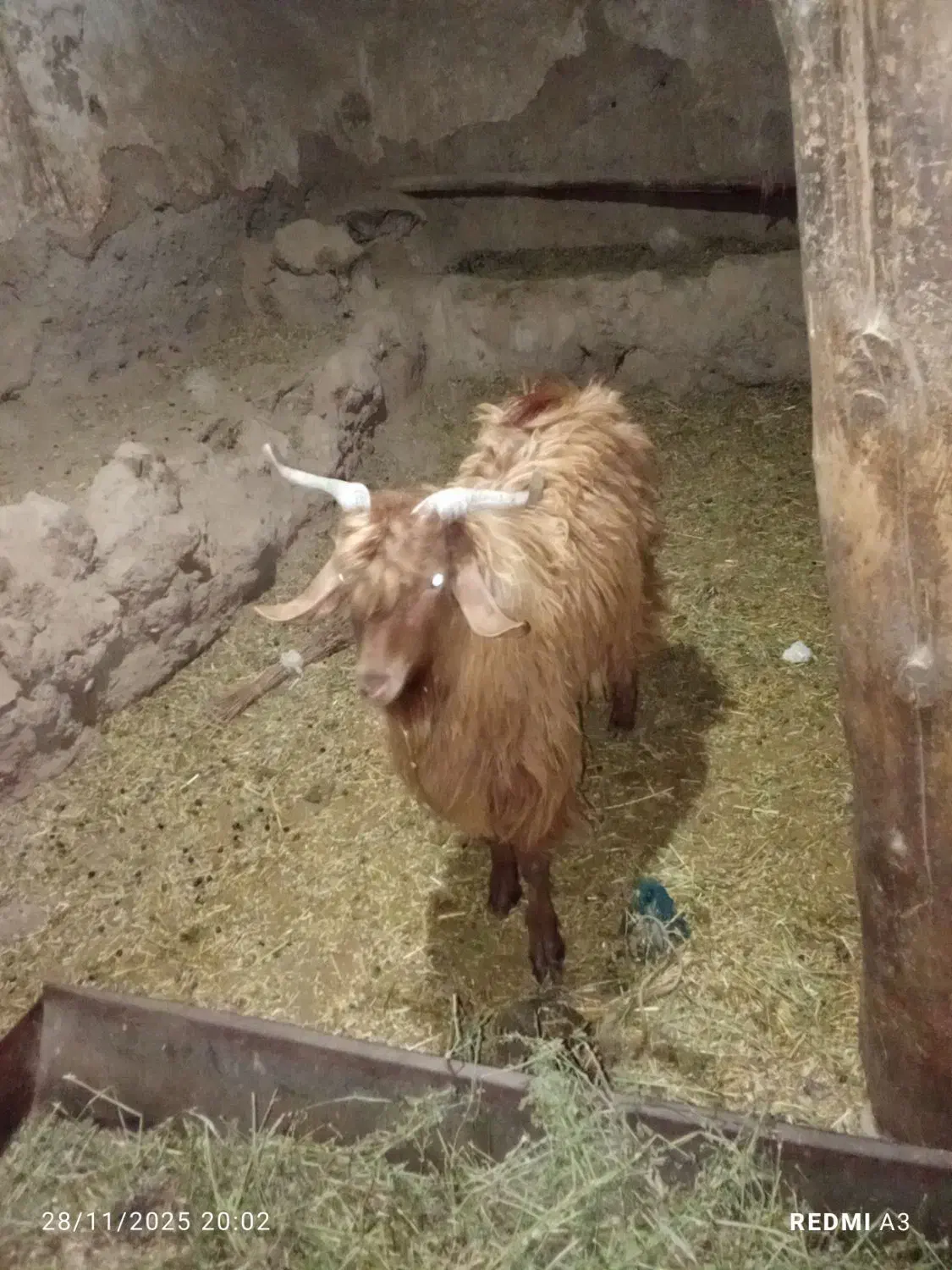 بزغاله نر چاق|حیوانات مزرعه|قره قوین, |دیوار