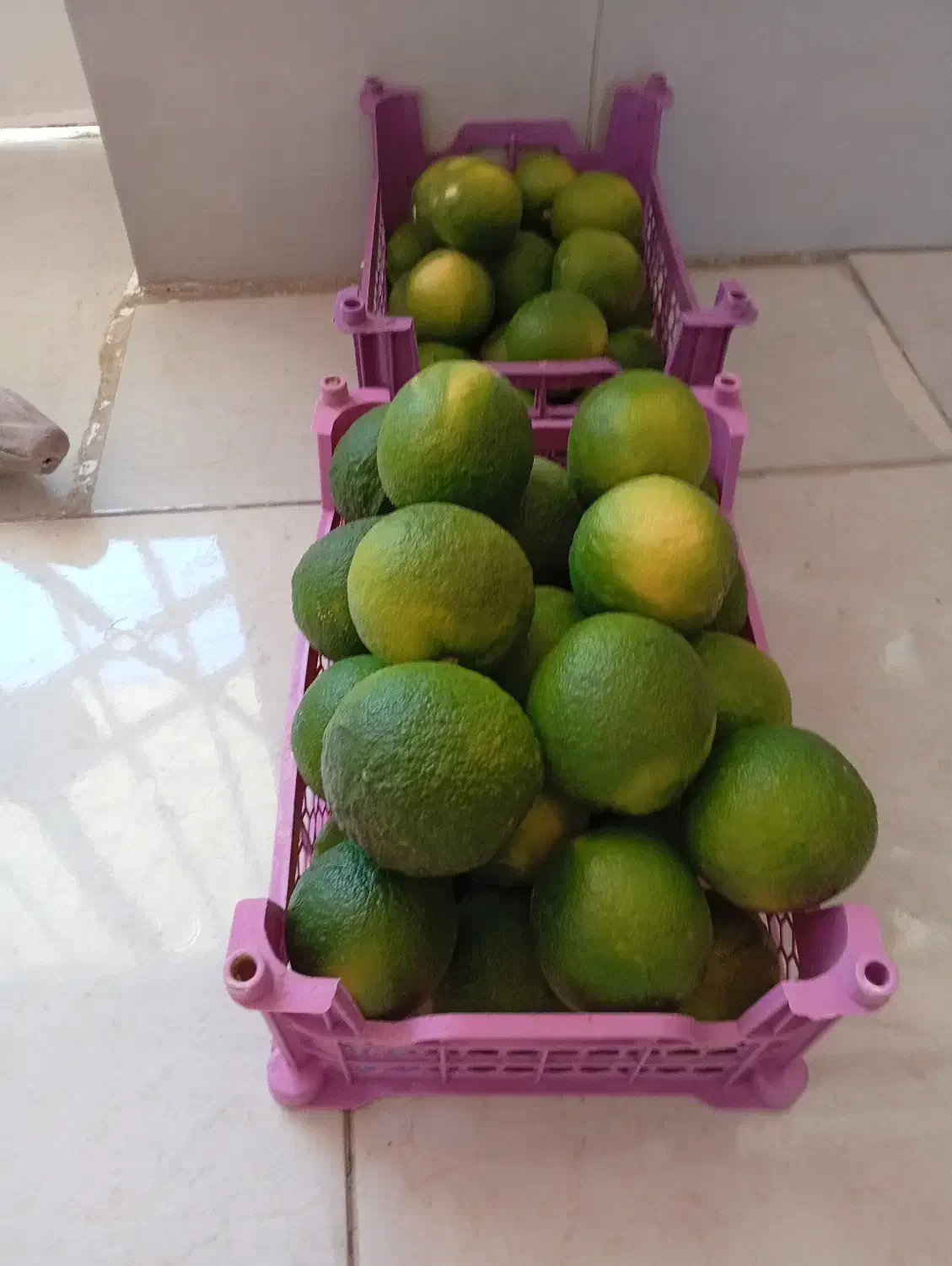 نارنج|خوردنی و آشامیدنی|شیراز, احمدی جنوبی|دیوار