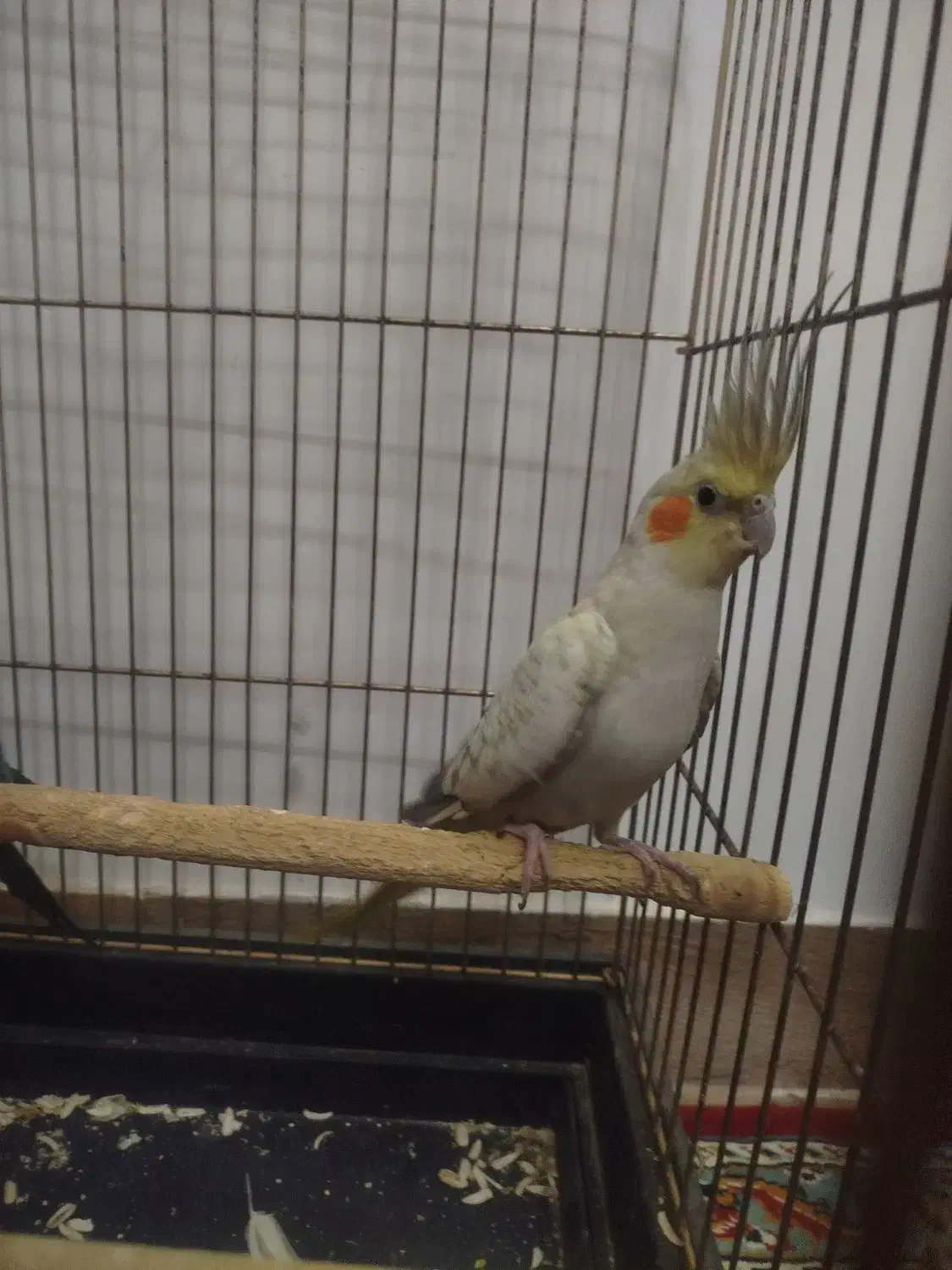 عروس هلندی ماده|پرنده|نیشابور, شهرک فرهنگیان|دیوار