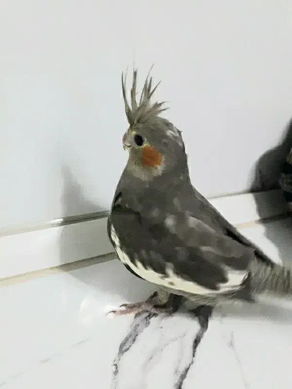 جوجه عروس هلندی ۸ماه تن نخورده|پرنده|تهران, بهارستان|دیوار