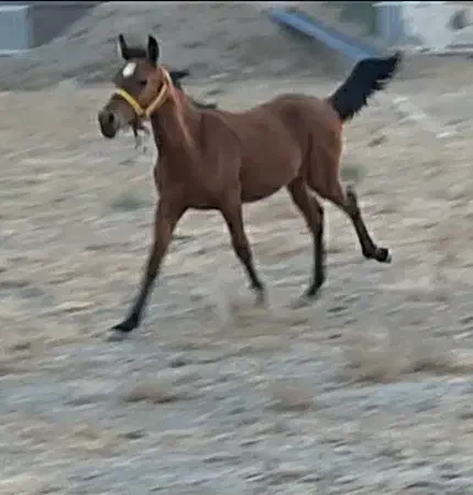 اسب نریون|اسب و تجهیزات اسب‌سواری|مشهد, وکیل‌آباد|دیوار