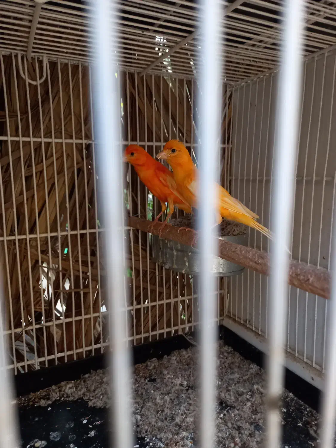 قناری.قناری لاکی .فروش سه جفت باهم|پرنده|اوز, |دیوار