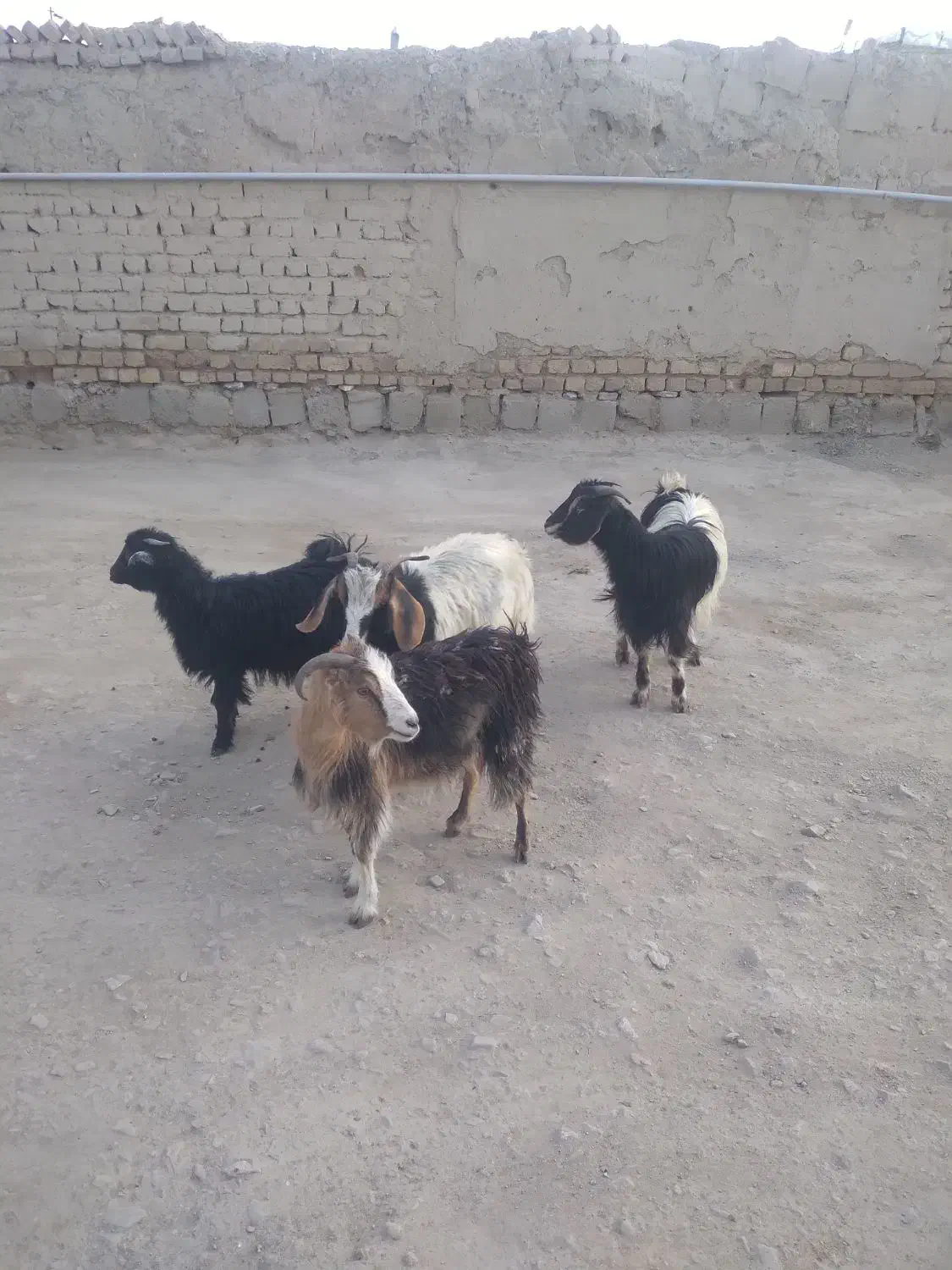 بزغاله  ماده|حیوانات مزرعه|کنگاور, |دیوار