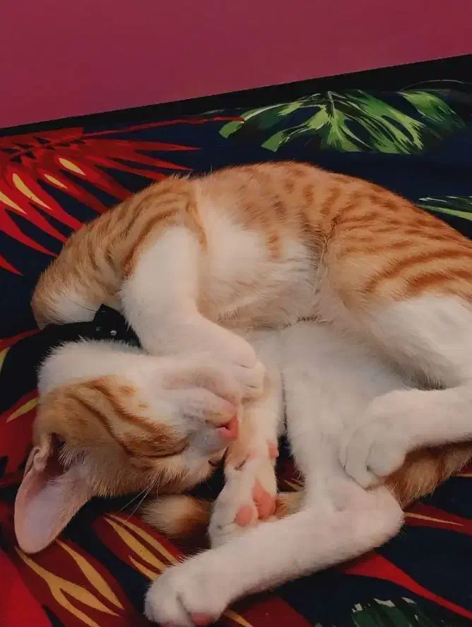 پیشی نارنجی|گربه|آستانه اشرفیه, |دیوار