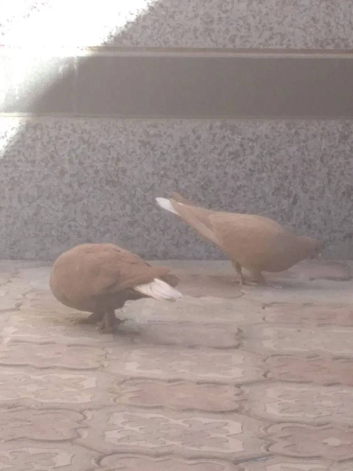 گلی و زرد دم سفید|پرنده|کرمان, |دیوار