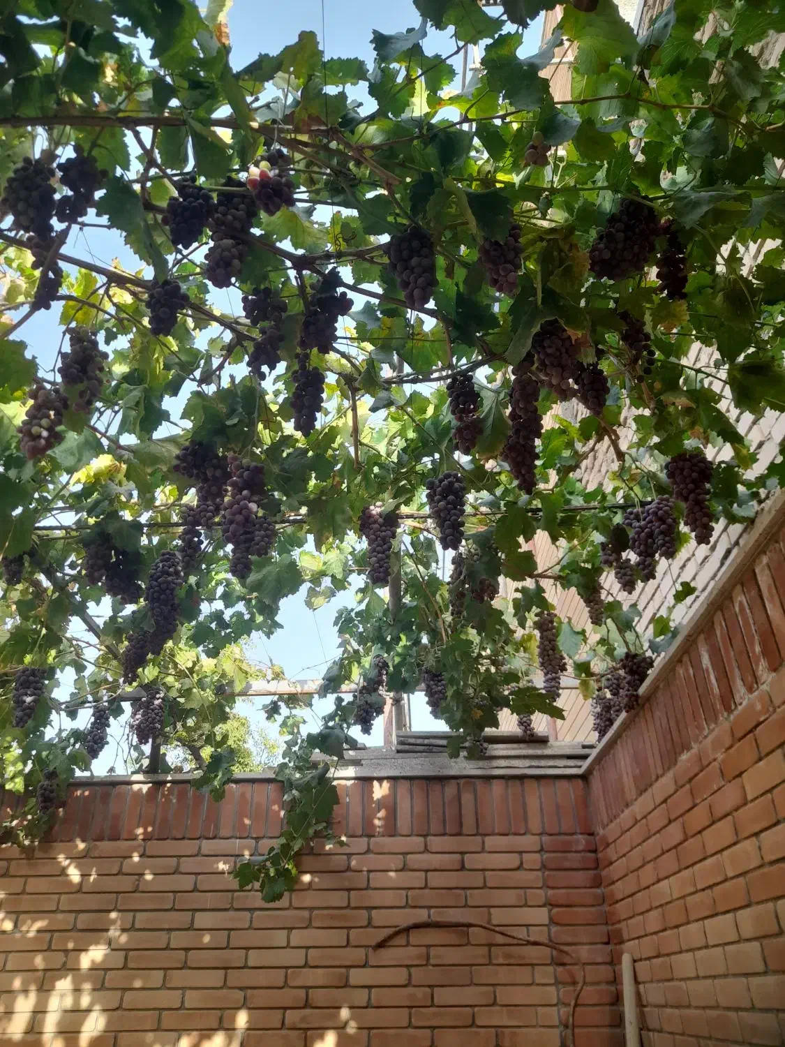 هرس و اصلاح انواع درختان|خدمات باغبانی و درختکاری|بیرجند, |دیوار