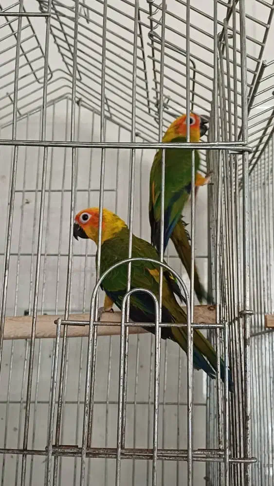 یک جفت طوطی خورشیدی نر رام پرورش خانگی|پرنده|بهارستان, |دیوار