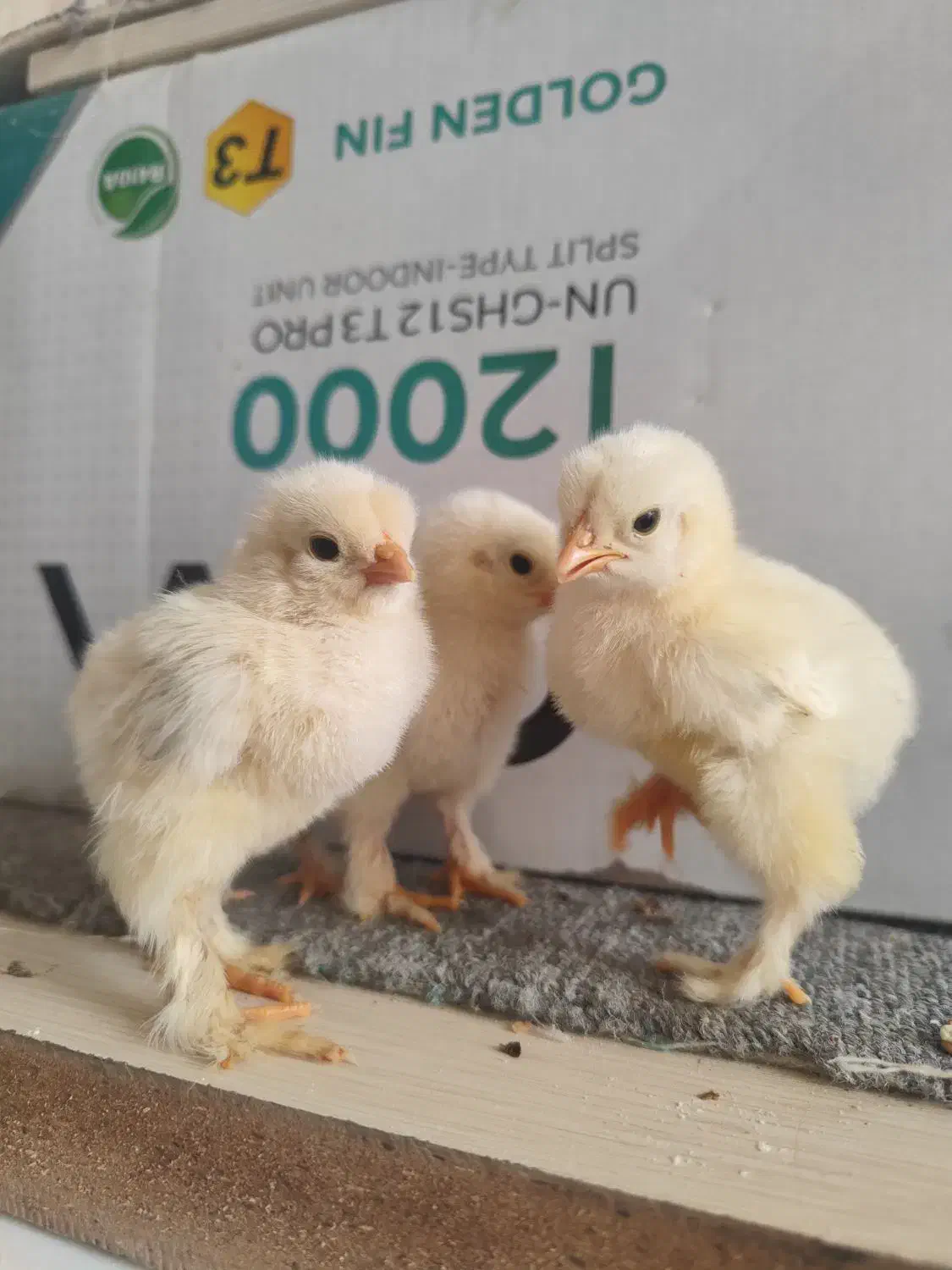 جوجه برهما فوق سنگین|حیوانات مزرعه|تهران, دروازه شمیران|دیوار