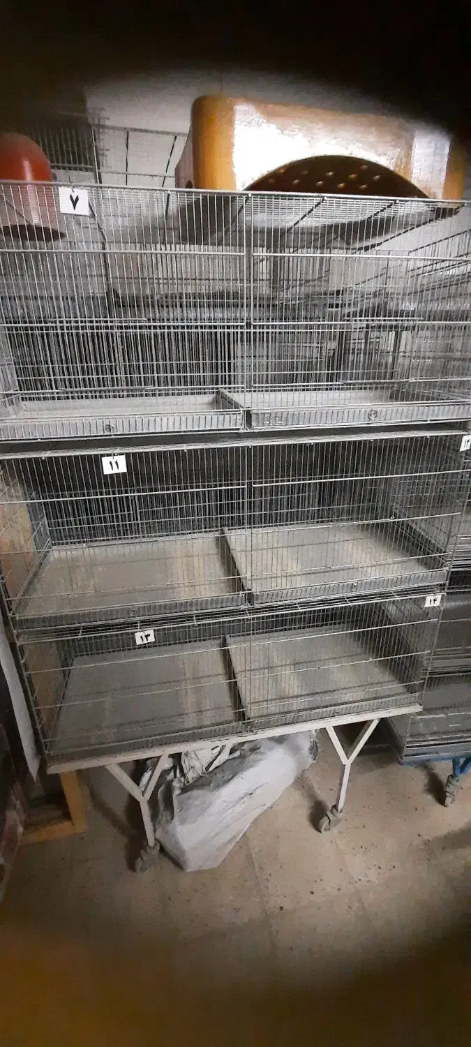 قفس حرفه ای قناری|لوازم جانبی حیوانات|آران و بیدگل, |دیوار