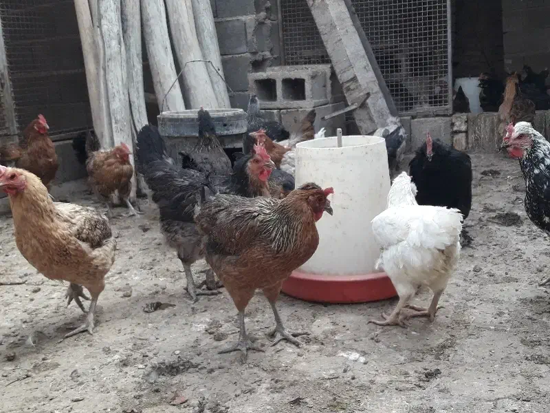 مرغ محلی تخم گذار|حیوانات مزرعه|کربال, |دیوار