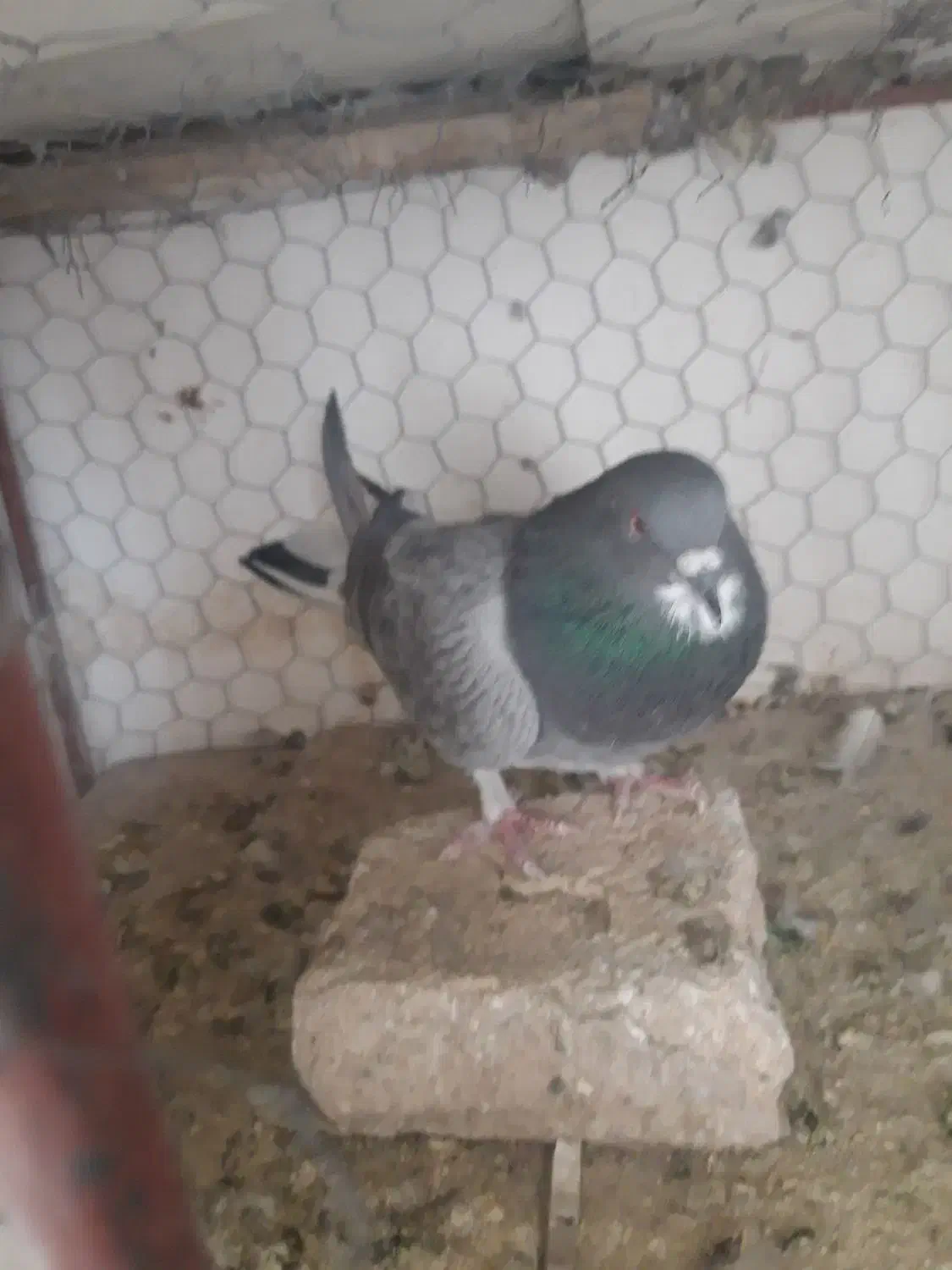 کفتر دمگیر|پرنده|اصفهان, سرچشمه|دیوار