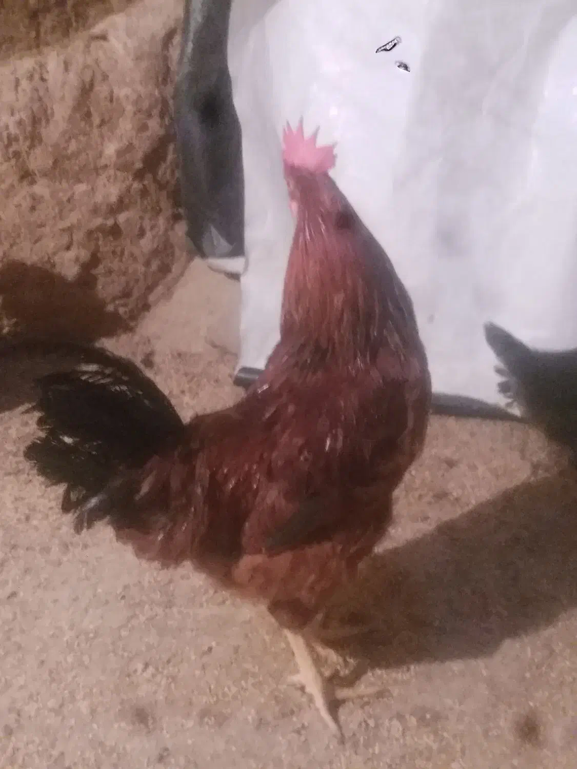 معاوض بامرغ تخم گذار|حیوانات مزرعه|بیجار, |دیوار